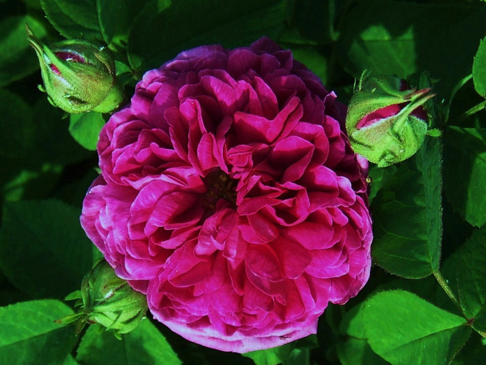 rose de rescht - Trandafiri