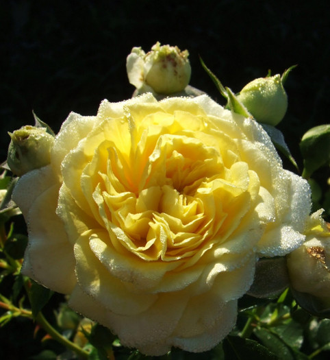 solero (12) - Trandafiri