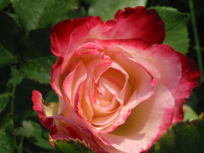 trandafiri 2007 081