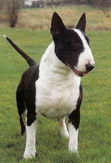 bull_terrier-12752