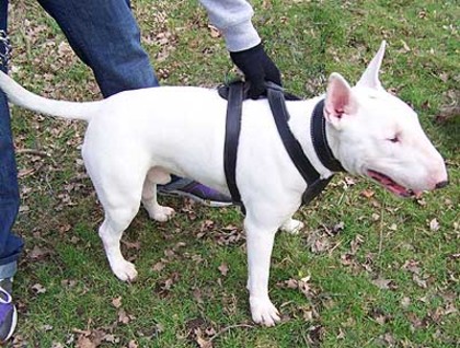 bull_terrier-12756