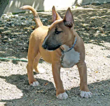 bull_terrier-12761 - Bull Terrier