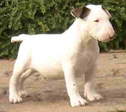 bull_terrier_puppy-12751 - Bull Terrier