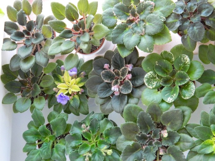 DSCN4206 - ZZZ  grupuri