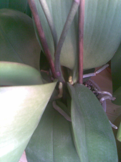 Imag003