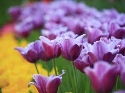 lalele-mov-tulips