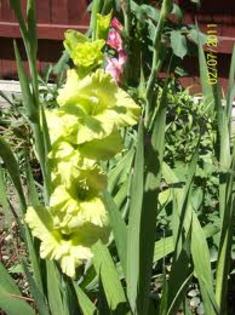 gladiole verzi - flori