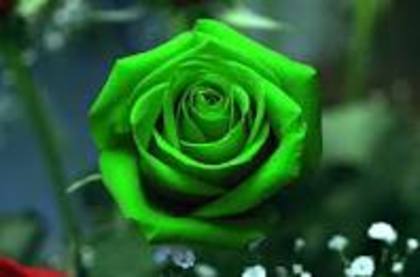 original-rose-green