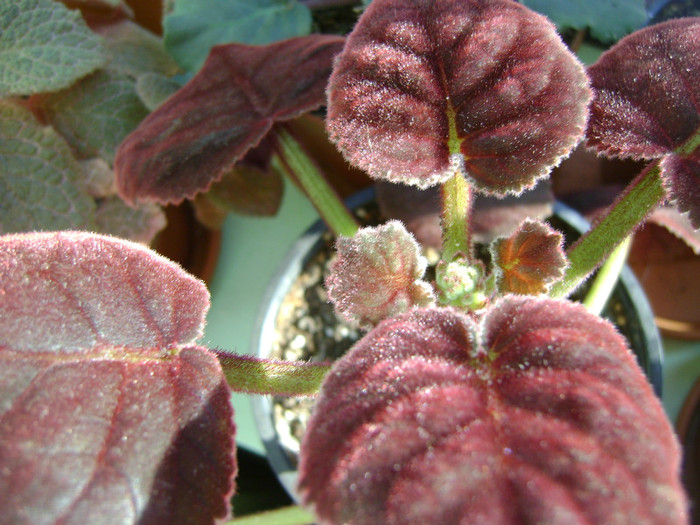 Smithiantha cinnabarina