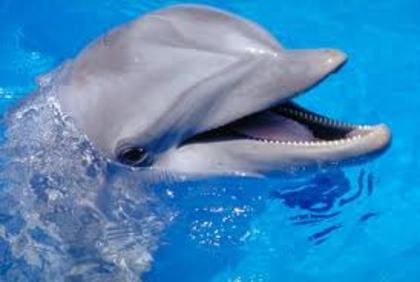 delfin