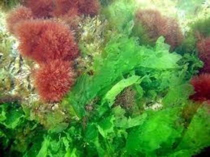alge rosii si verzi - animale si plante acvatice