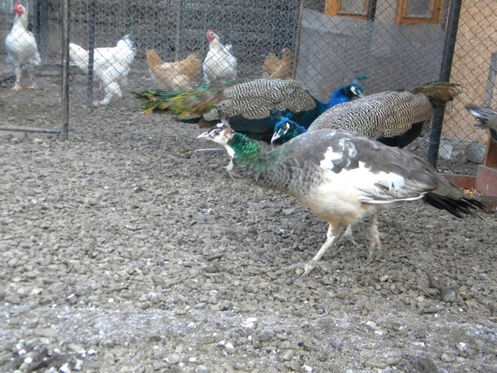 DSCN3179; 18.11.2011
