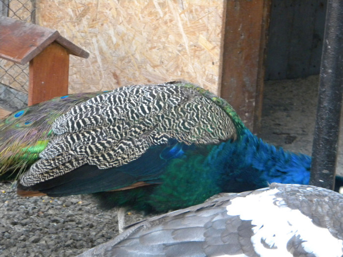 DSCN3182; 18.11.2011
