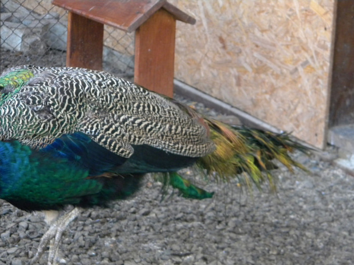 DSCN3183; 18.11.2011
