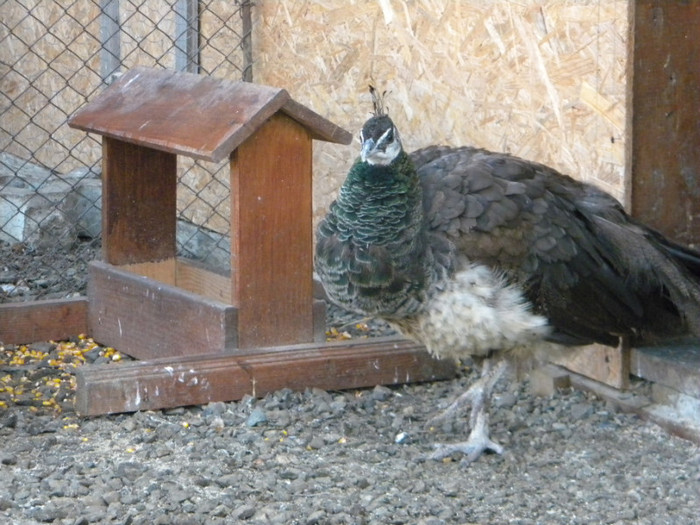 DSCN3185; 18.11.2011
