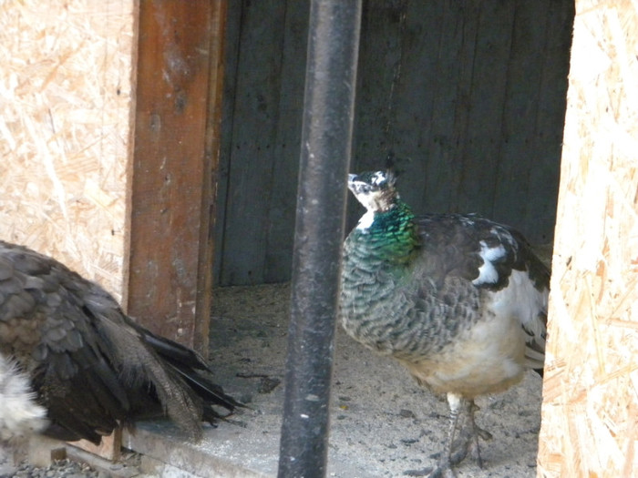 DSCN3186; 18.11.2011
