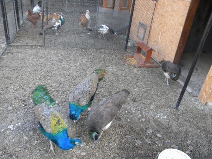 DSCN3173; 18.11.2011
