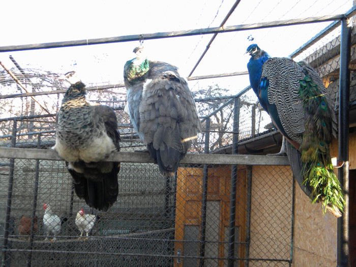 DSCN3232; 18.11.2011
