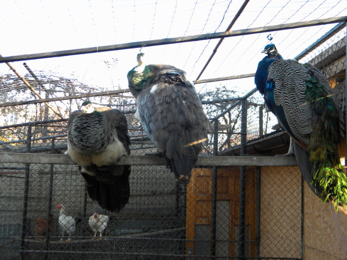 DSCN3231; 18.11.2011
