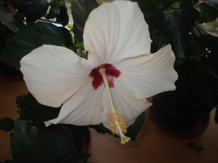  - hibiscusi