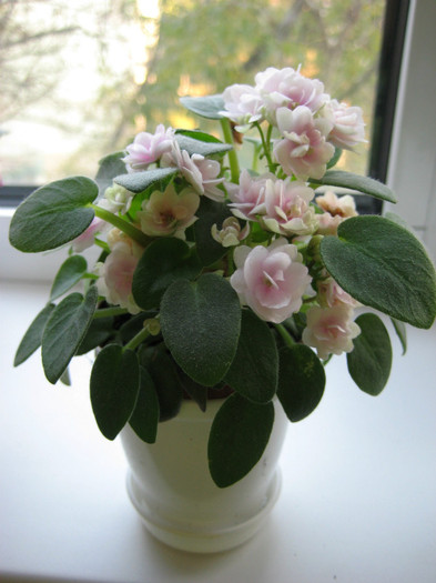 Chanta Iana
