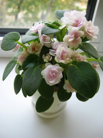 Chanta Iana