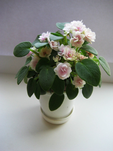 Chanta Iana