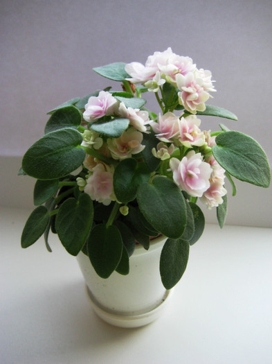 Chanta Iana