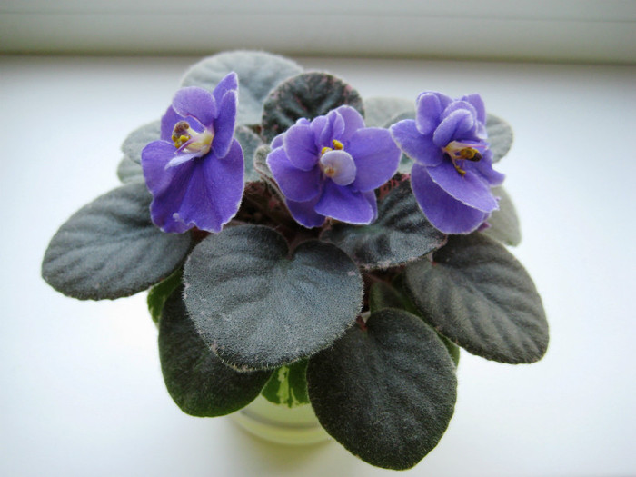 Acas Daphne