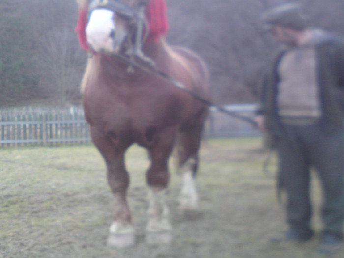 DSC01887 - ARMASAR  860 KG CANTARIT vandut