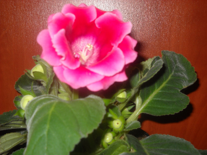 18.noi.2011Ciclam dublu -Pierdut - 1GLOXINIA-2011