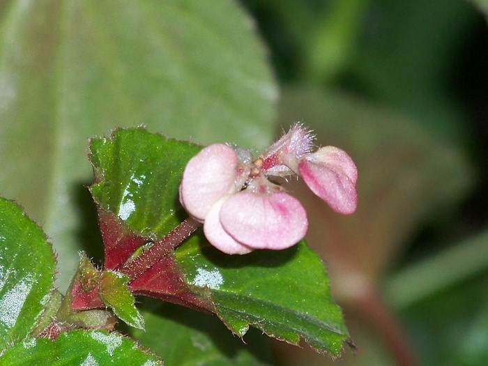 100_1426 - Noiembrie 2011