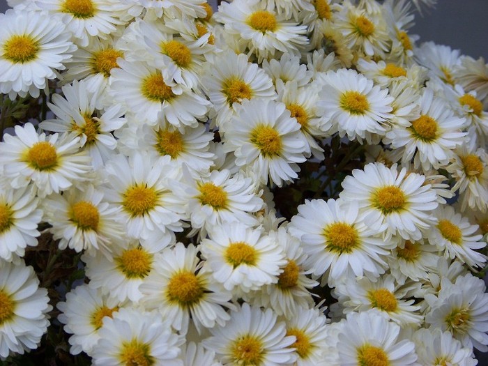 100_1526 - Noiembrie 2011