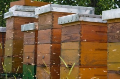 beehive - HIVES IN THE WORLD