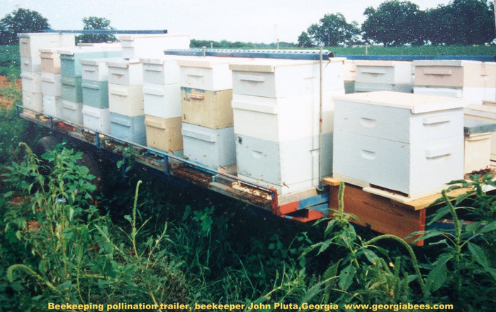 Beekeeping beehive pollination trailer John Pluta - HIVES IN THE WORLD