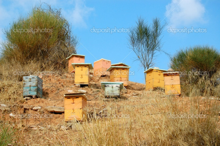 depositphotos_2206775-Wooden-beehives - HIVES IN THE WORLD