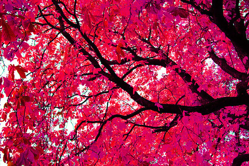 tumblr_lsntsx8Tcl1qbcs4so1_500_large tumblr_lsntsx8Tcl1qbcs4so1_500_large