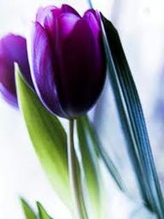 images (73) - poze mov