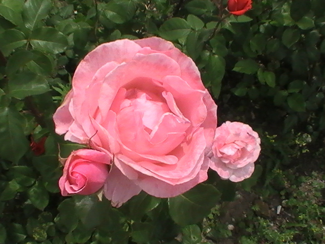 PIC_0161 - poze flori