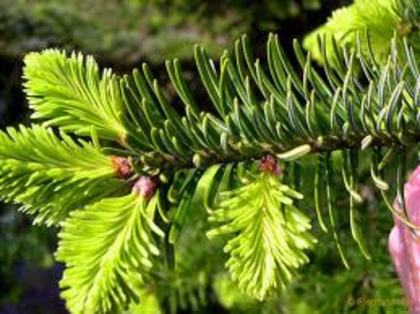 bradul2 - green