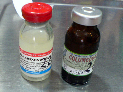 vaccin-paramixoviroza - vaccinuri pentru porumbei