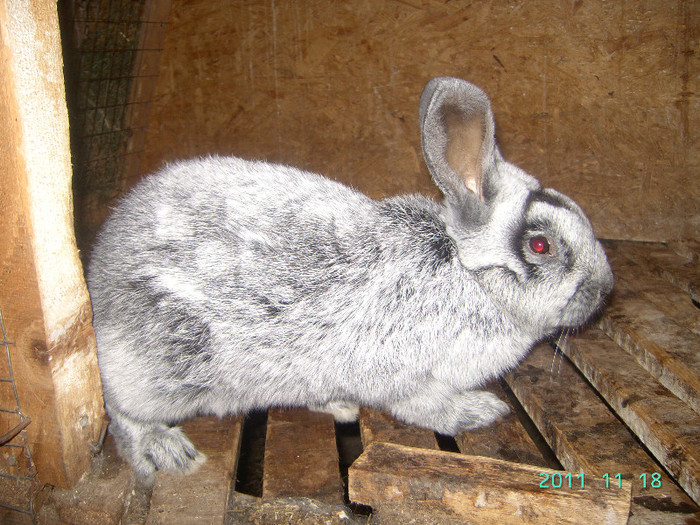 кролик18.11.11 017