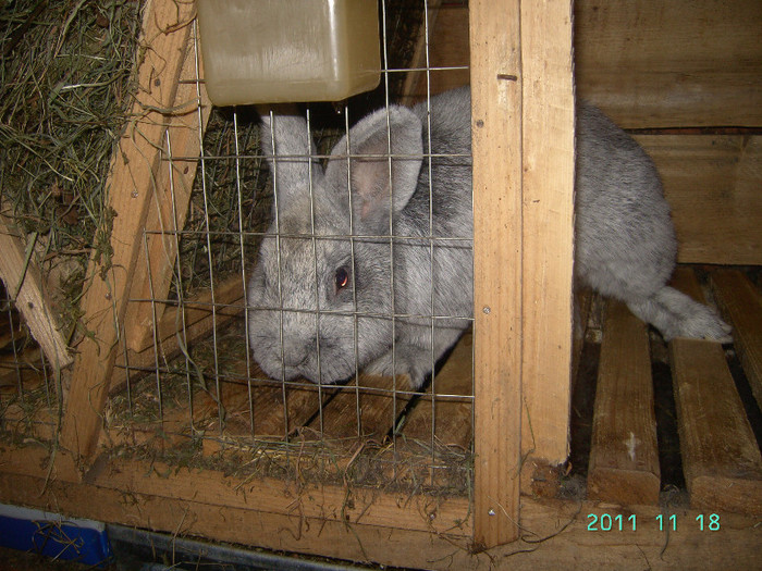 кролик18.11.11 084 - iepurasii mei