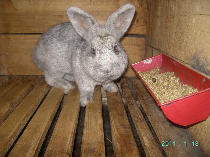 кролик18.11.11 085 - iepurasii mei
