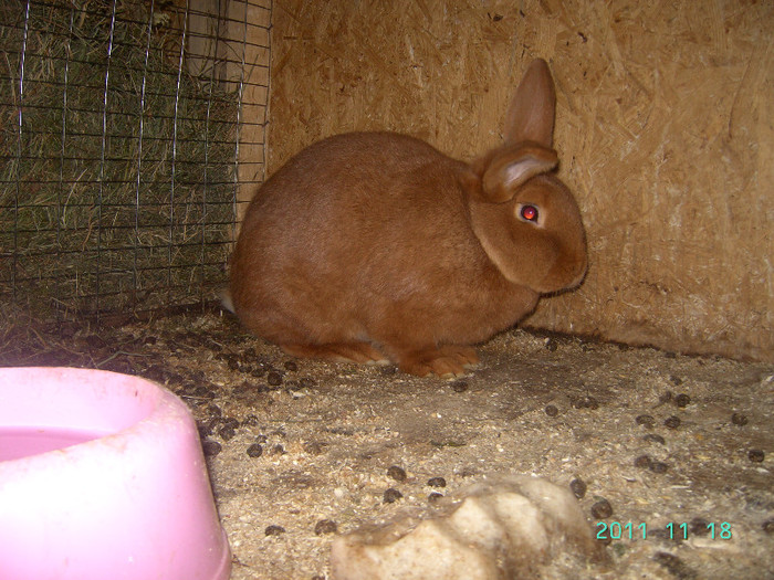кролик18.11.11 045 - iepurasii mei