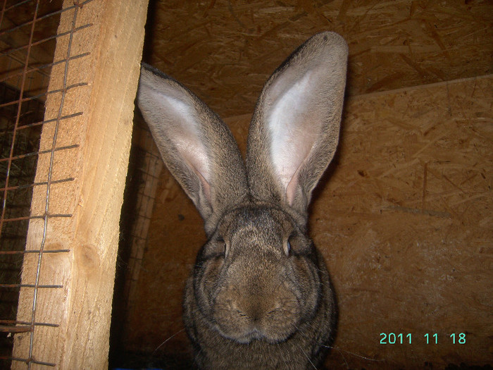 кролик18.11.11 055 - iepurasii mei