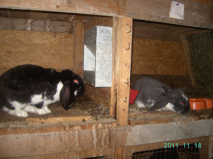 кролик18.11.11 029 - iepurasii mei