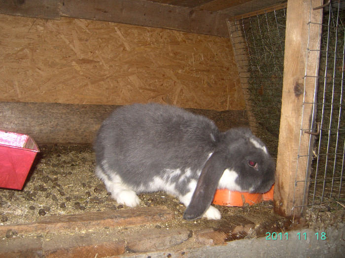кролик18.11.11 030 - iepurasii mei