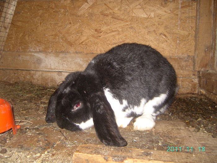 кролик18.11.11 034 - iepurasii mei