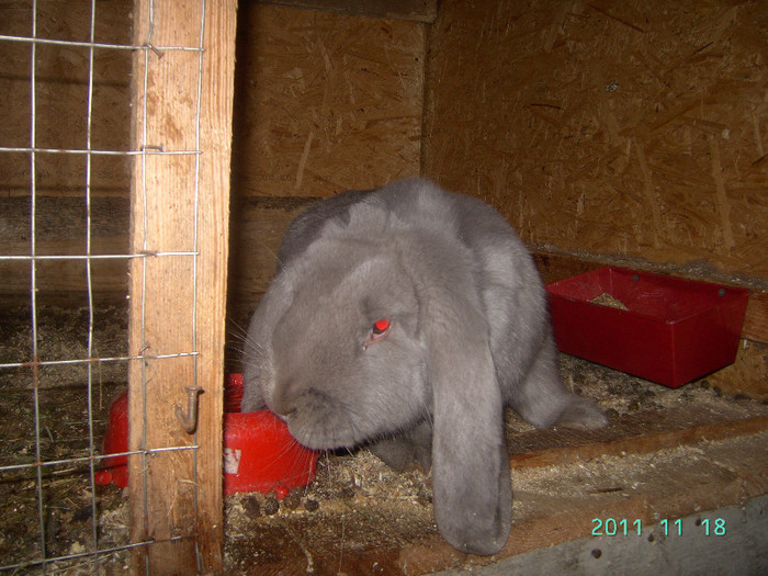 кролик18.11.11 035 - iepurasii mei